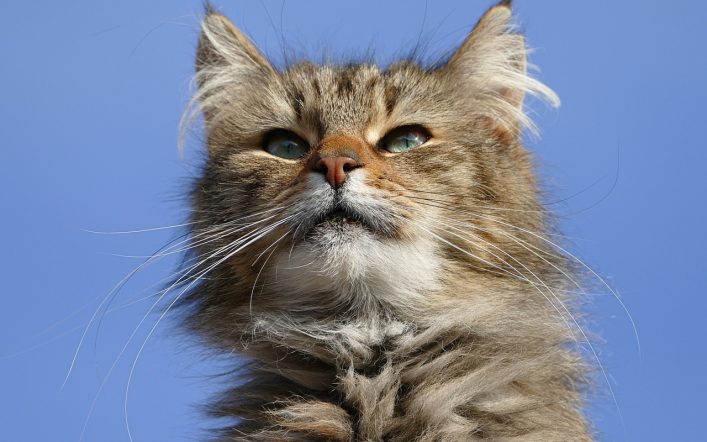 Kedi Yaşı Hesaplama: İnsan Yıllarına Göre Kedinizin Yaşı