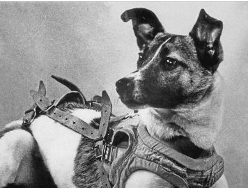 Uzaya Giden Köpek: Laika’nın Hikayesi